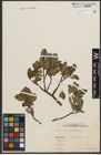 Foto von Salix phylicifolia L.